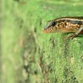 Scinque indien/Indian forest skink (sphenomorphus indicus)