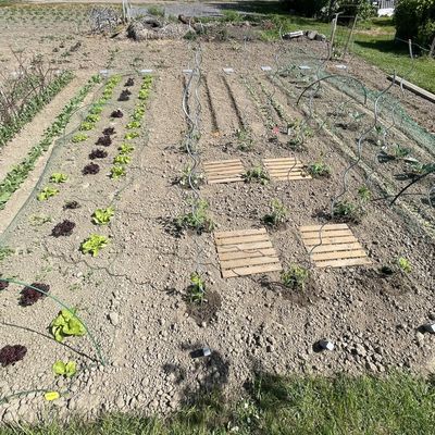 Progression au potager