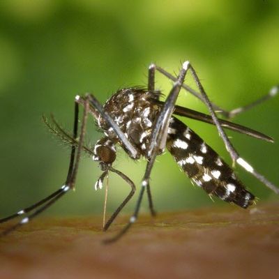 Un cas de chikungunya  à Lipsheim