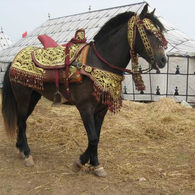 Le cheval Barbe