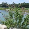 Vers le mont de Cordon (Ain) en longeant le Rhône le 22 juillet 2015 (2)