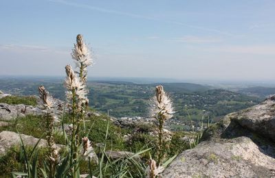 L'Asphodèle blanc