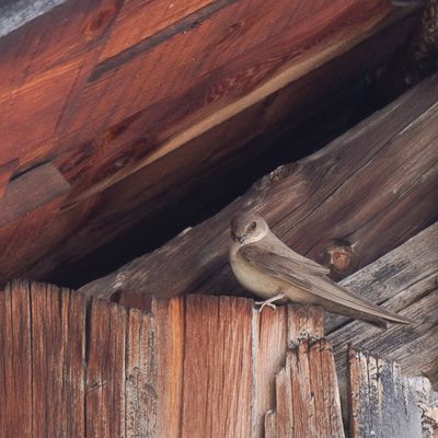 Faune et flore du Briançonnais