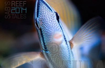 C'est parti: Calendrier 2014 Reef tales by Sab en ligne!