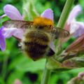 Une abeille sur fleurs de sauge 