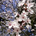 Prunus en fleurs  ( rosacées )