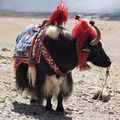 Tibet, Yak