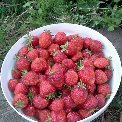 Les belles fraises de Samer