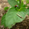 Le potager de Pautilou