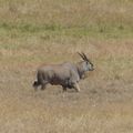 Eland - Afrique de l'Est