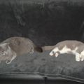 Siestes du dimanche pour british shorthair