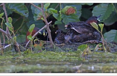 Famille Castagneux (3)