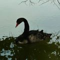 Danses de cygnes noirs