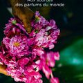 Cueilleurs d'essences, par Dominique Roques