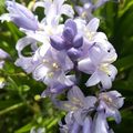 Au jardin, les Saints de Glace ont sonné le top départ des plantations !