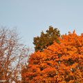 L'harmonie des couleurs d'automne dans mon jardin