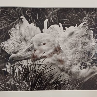 Villa Tamaris... Exposition Salgado...