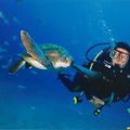 Sauvetage d'une tortue de mer