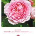 Une rose en hommage à André Ève, le Jardinier des Roses