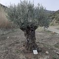 L'olivier mystérieux