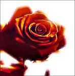 Captures de mots au jardin de Chrissette.