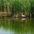 Grande aigrette