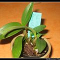 Dendrobium eximium