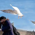 Jeune fille aux mouettes