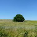 couleur d'herbe