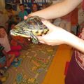 Lily la Tortue va à l'école