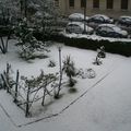 Neve