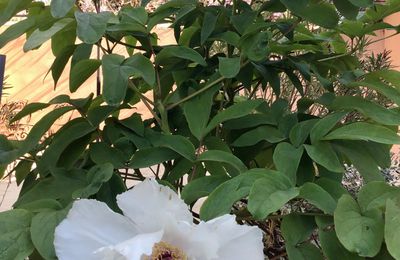 LE BOUQUET DU VENDREDI 