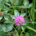 Trèfle des Prés (Trifolium pratense)