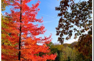 En automne, la forêt se donne en spectacle!