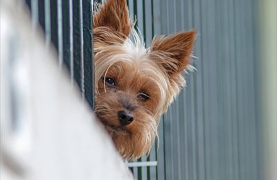 Le regard du prisonnier ...