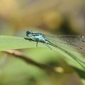 AGRION