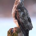 Buse variable - buteo buteo