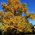 Automne à Metz