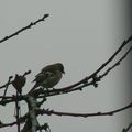 oiseaux de mon jardin