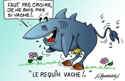 Requin vache
