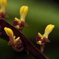 Bulbophyllum falcatum