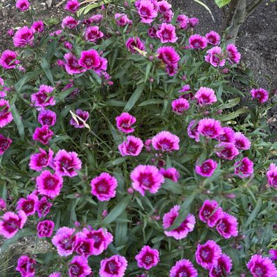 Petit tour dans le jardin . . .