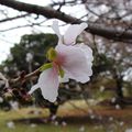 Tokyo, photo du jour