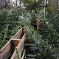 Bon plan : où acheter un sapin de Noël naturel pas cher en 2017 ? 