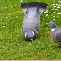 Les amis du jardin