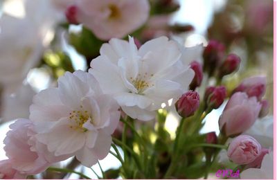 Le cerisier fleur