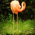 Le flamand rose...