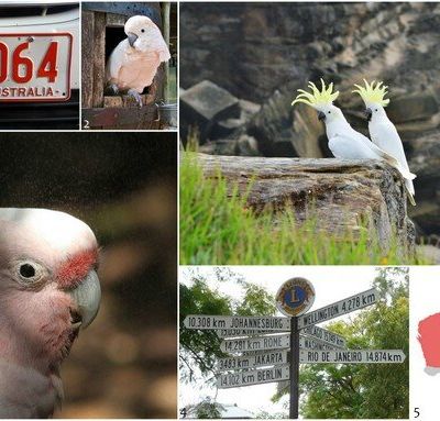 Du cacatoès rosalbin au moiré rose pâle et gris... Inspirations
