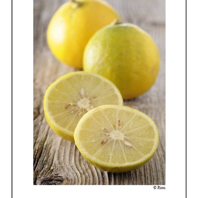 A la recherche de l'or vert de Calabre.