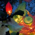 Lotus en lanternes chinoises